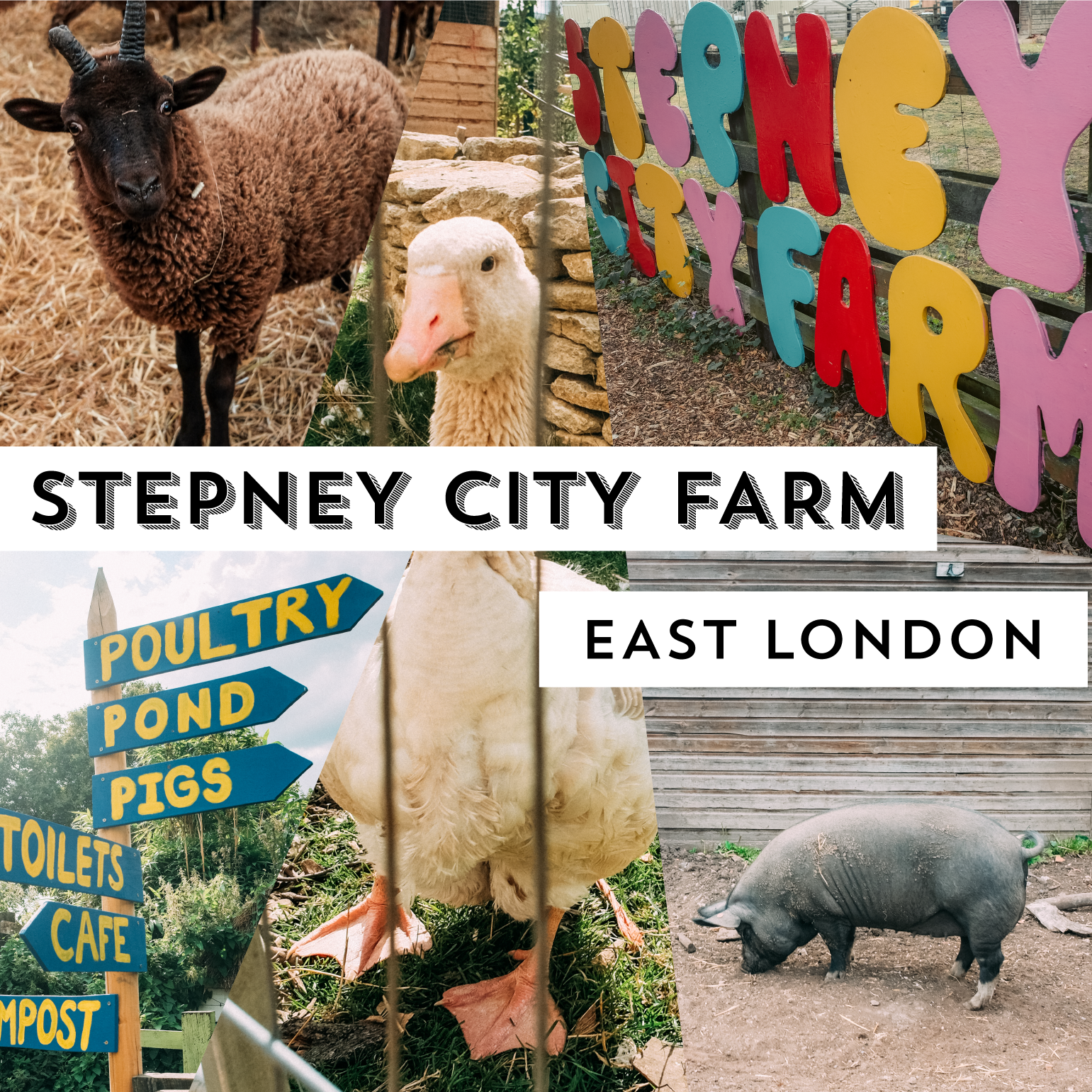 Stepney City Farm